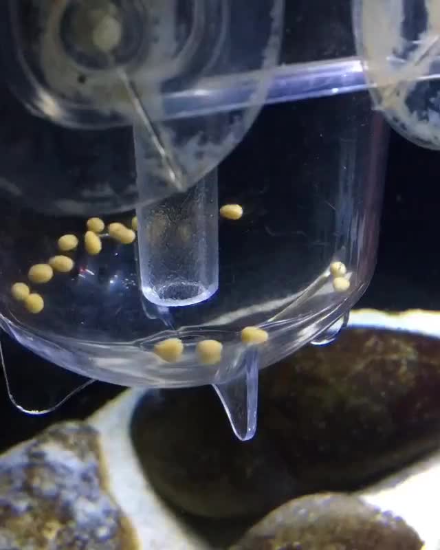 ماهی/زایشگاه/فن خنک کننده|ماهی|تهران, مشیریه|دیوار