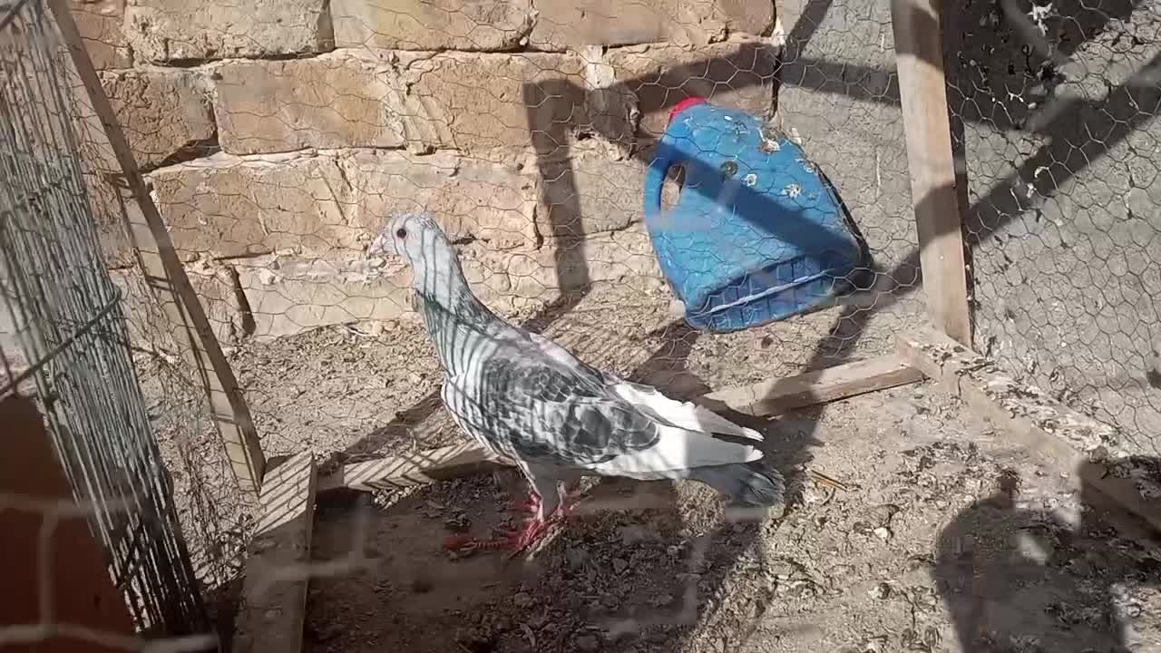 مینا شامی|پرنده|تربت‌حیدریه, اندیشه|دیوار