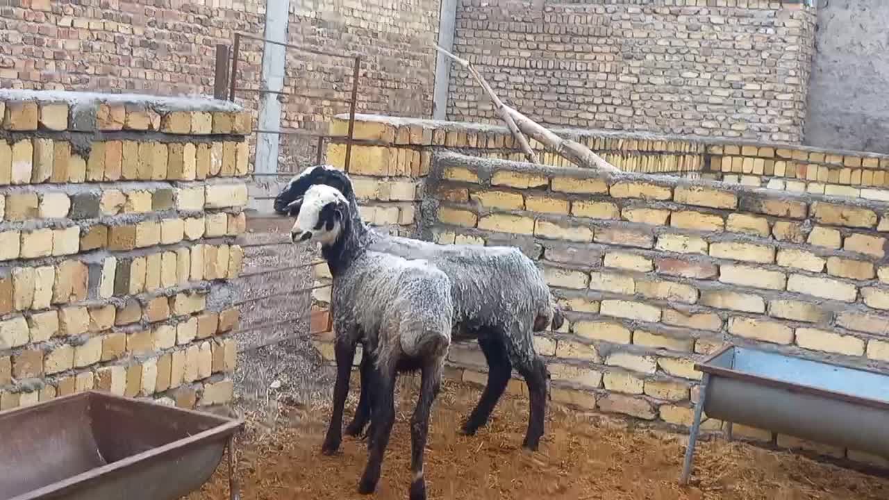 بره ماده شالی دوقلوزا پای قوچ|حیوانات مزرعه|قزوین, |دیوار