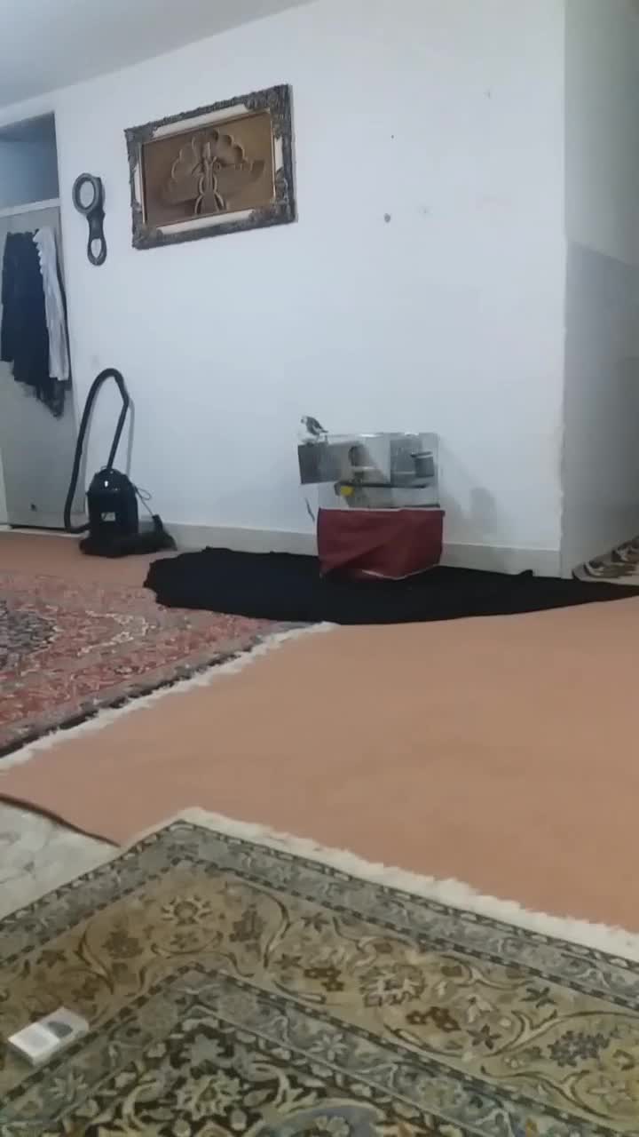 یک جفت عروس هلندی نر وات فیس|پرنده|الیگودرز, |دیوار