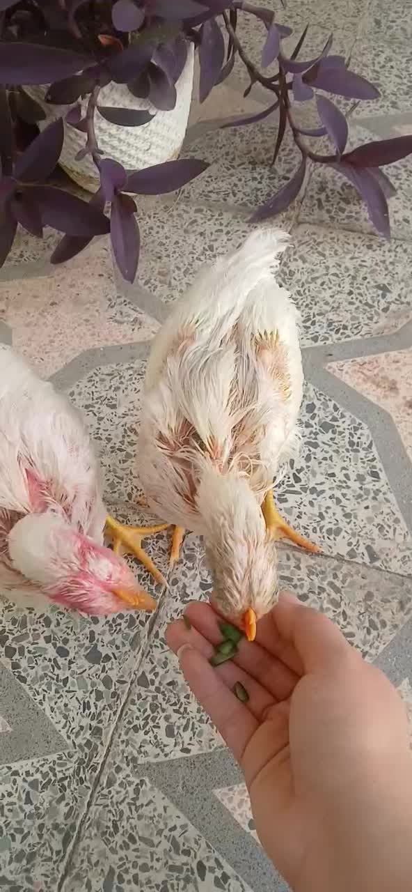 جوجه|حیوانات مزرعه|اصفهان, برزان|دیوار