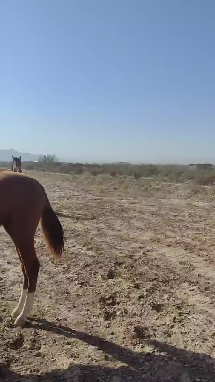 مادیون ترکمن ۵به ۶ شناسنامه دار|اسب و تجهیزات اسبسواری|قائن, |دیوار