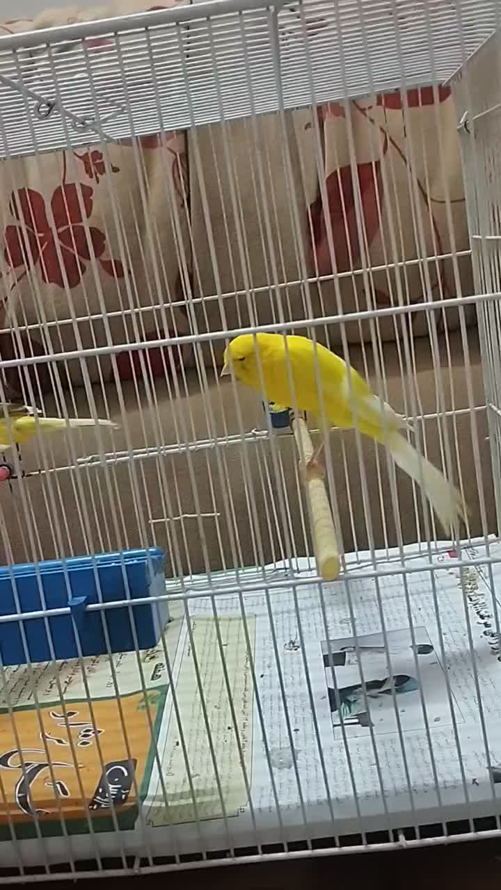 قناری|پرنده|مشهد, رضاییه|دیوار