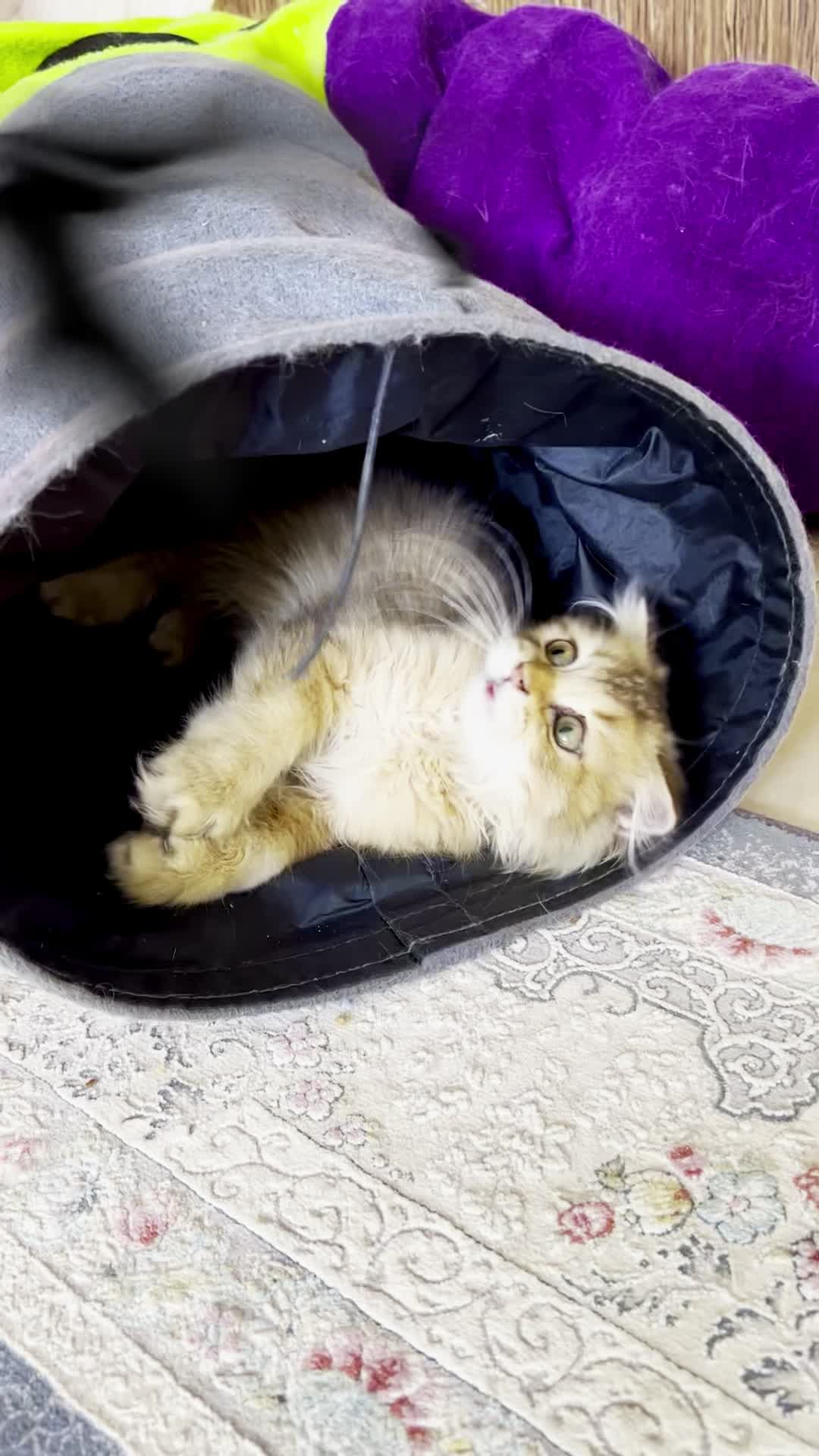 گربه اسکاتیش چینچیلا لانگهیر گلد|گربه|تهران, چیتگر شمالی|دیوار