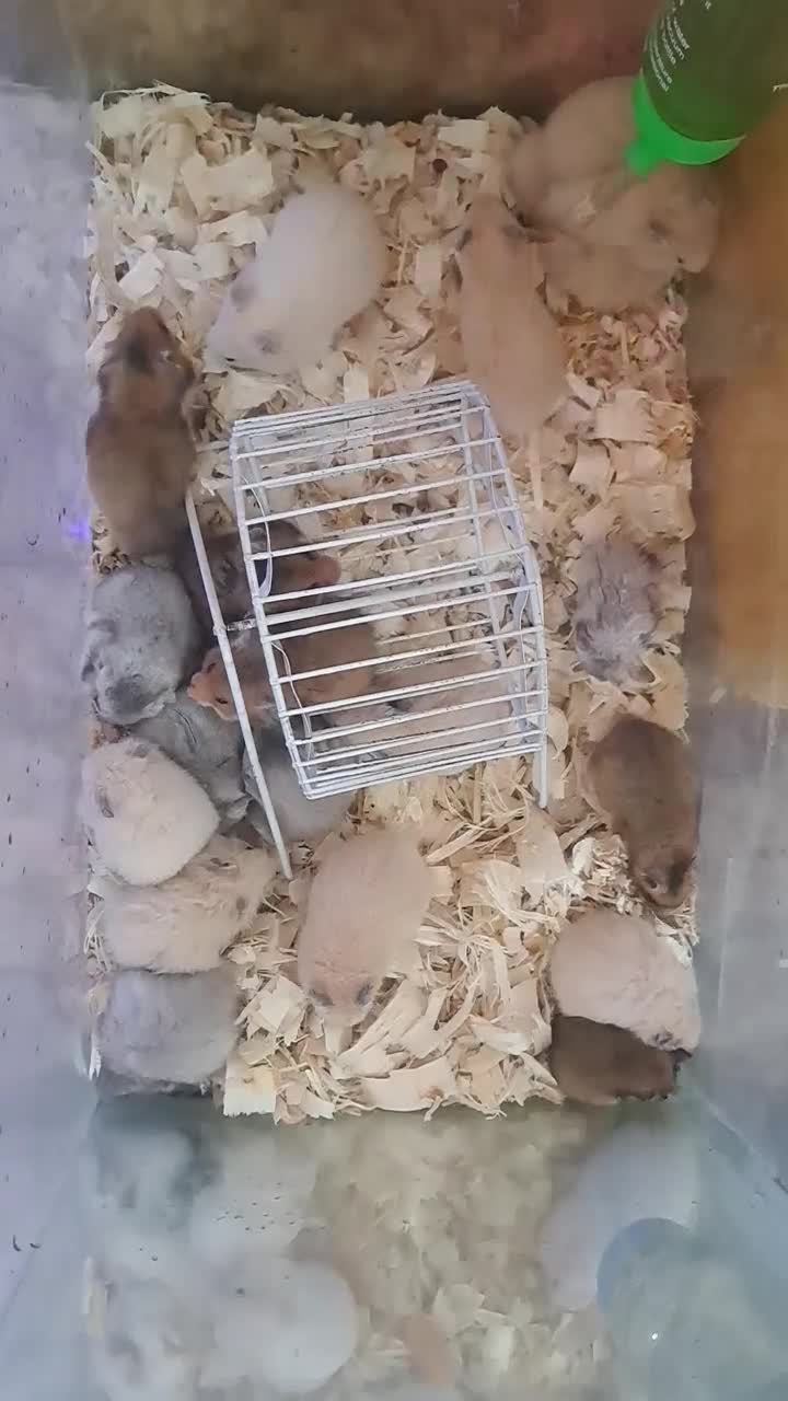 همستر.خوکچه.خرگوش.رت ویستار.موش سوری Aco pet|موش و خرگوش|زنجان, |دیوار