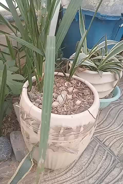 نخل خرما نهال 5 ساله|گل و گیاه طبیعی|بهارستان, |دیوار