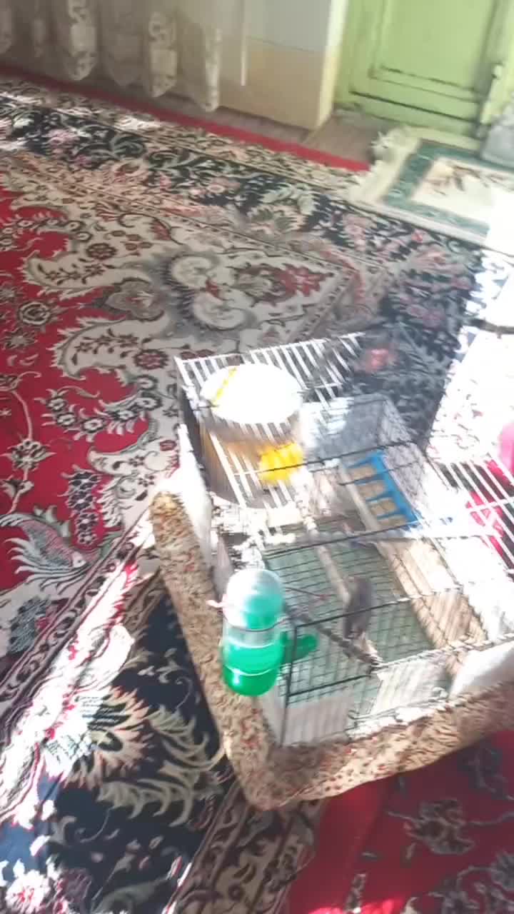 فنچ زبرا|پرنده|هشتگرد, ینگی امام|دیوار