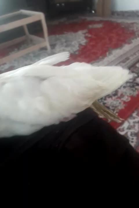 عروس هلندی طلایی|پرنده|هادی شهر, |دیوار