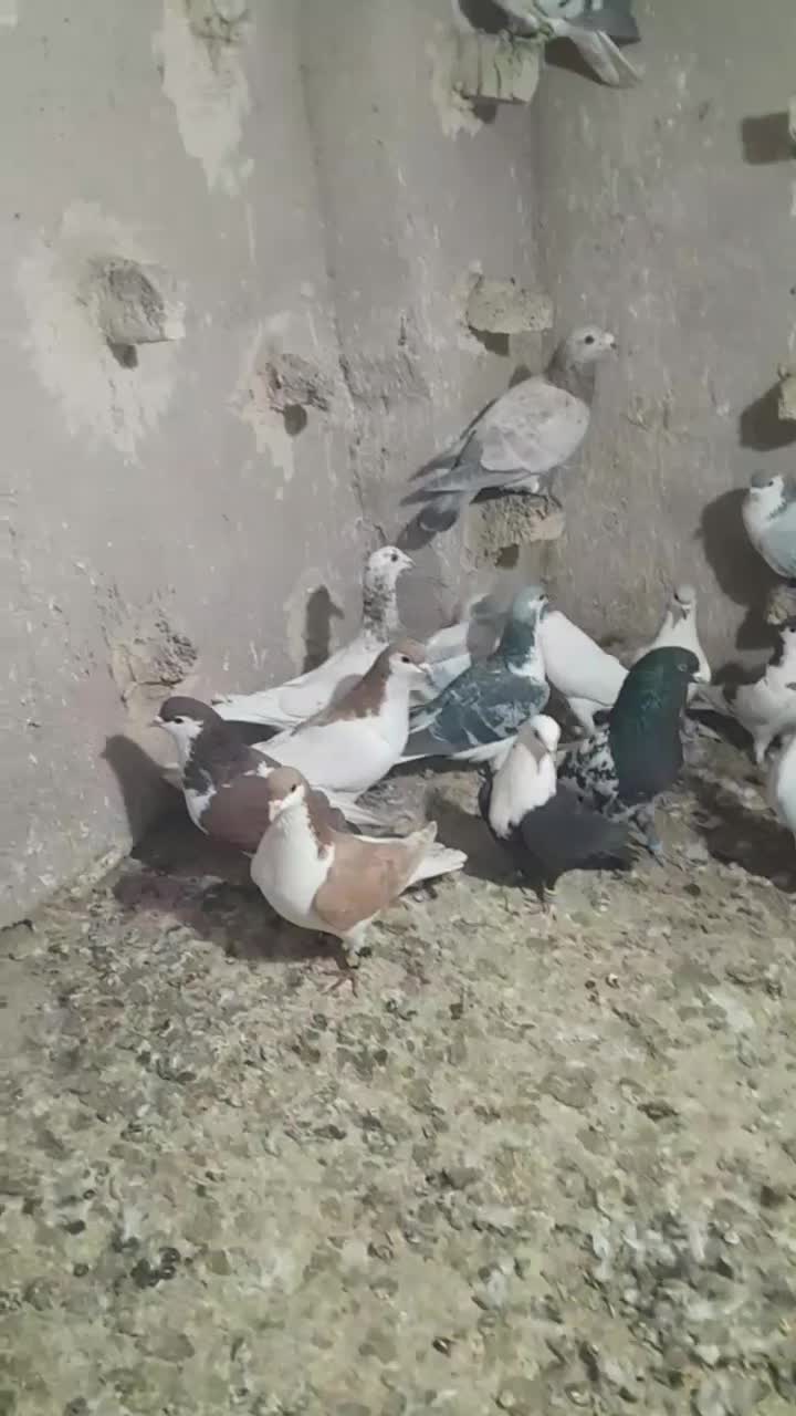 فروش پرنده|پرنده|مه ولات, |دیوار