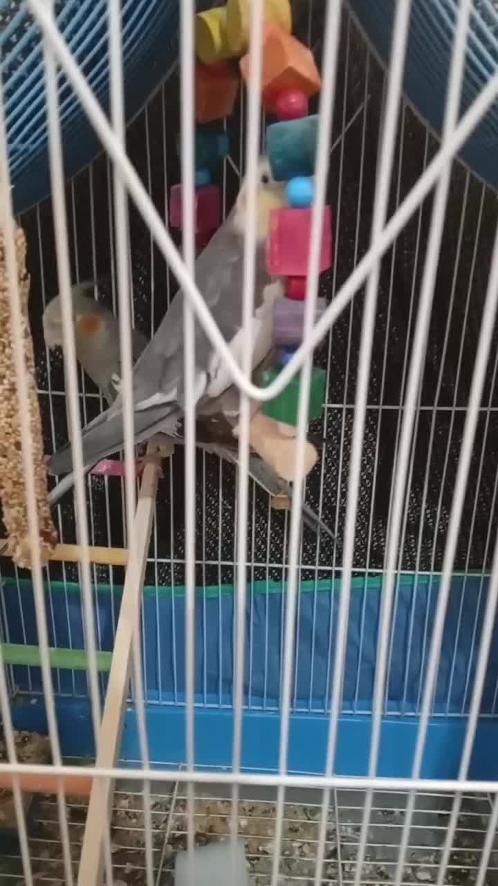 یک جفت عروس هلندی نرو ماده زیبا مفت|پرنده|املش, |دیوار