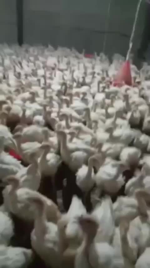 جوجه بوقلمون گوشتی بیوتی ۶|حیوانات مزرعه|آباده, |دیوار