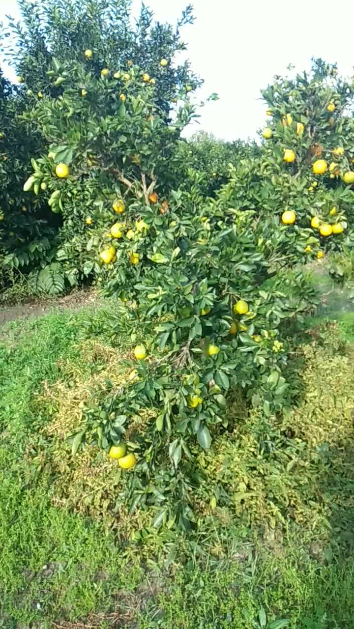 سر درختی پرتغال|خوردنی و آشامیدنی|بندر گز, |دیوار