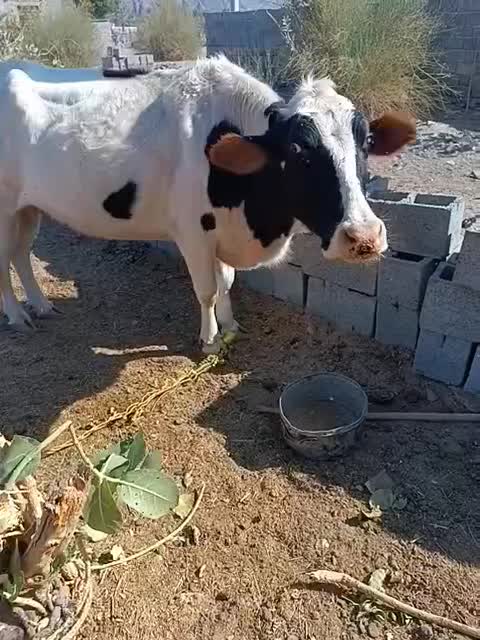 گاو|حیوانات مزرعه|رودخانه, |دیوار