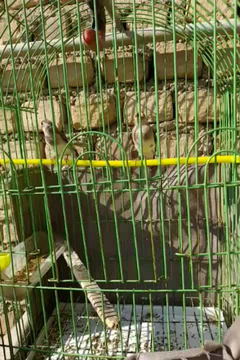 یک جفت سهره|پرنده|مزرعه کتول, |دیوار