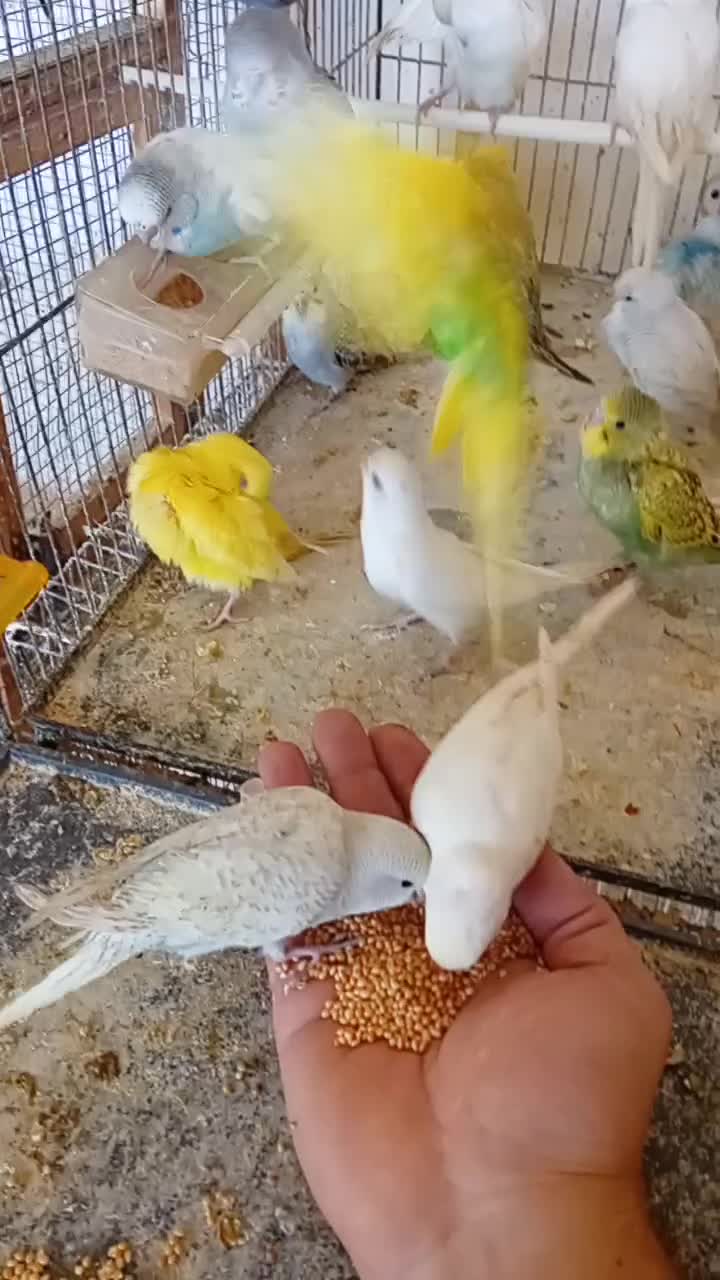 عروس هلندی۶۰۰+مرغ عشق(سرلاکی۱۵۰+باجوجه۱/۵۰۰|پرنده|قزوین, |دیوار