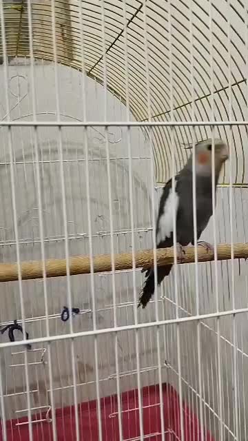 عروس هلندی|پرنده|آبادان, |دیوار