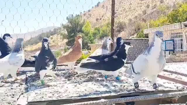پرنده هوای|پرنده|شیراز, رکن‌آباد|دیوار