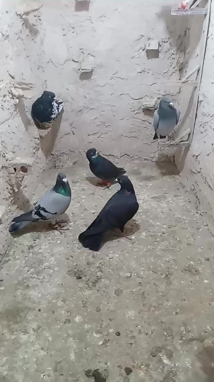 کبوتر پرشی کله سیاه،سبز ،زاغ ،دمسفیدو طوقی|پرنده|مشهد, گلبرگ|دیوار