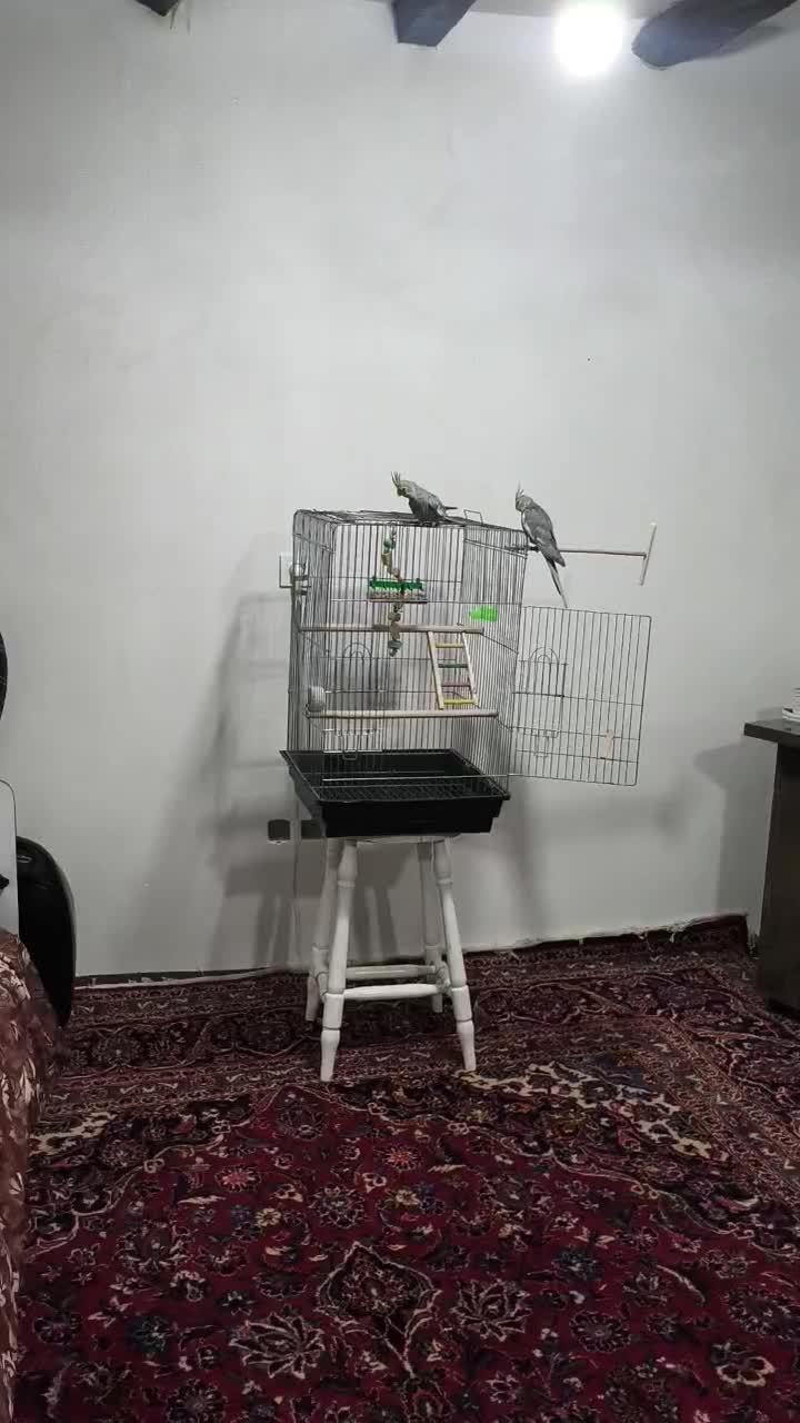 عروس هلندی|پرنده|گالیکش, |دیوار