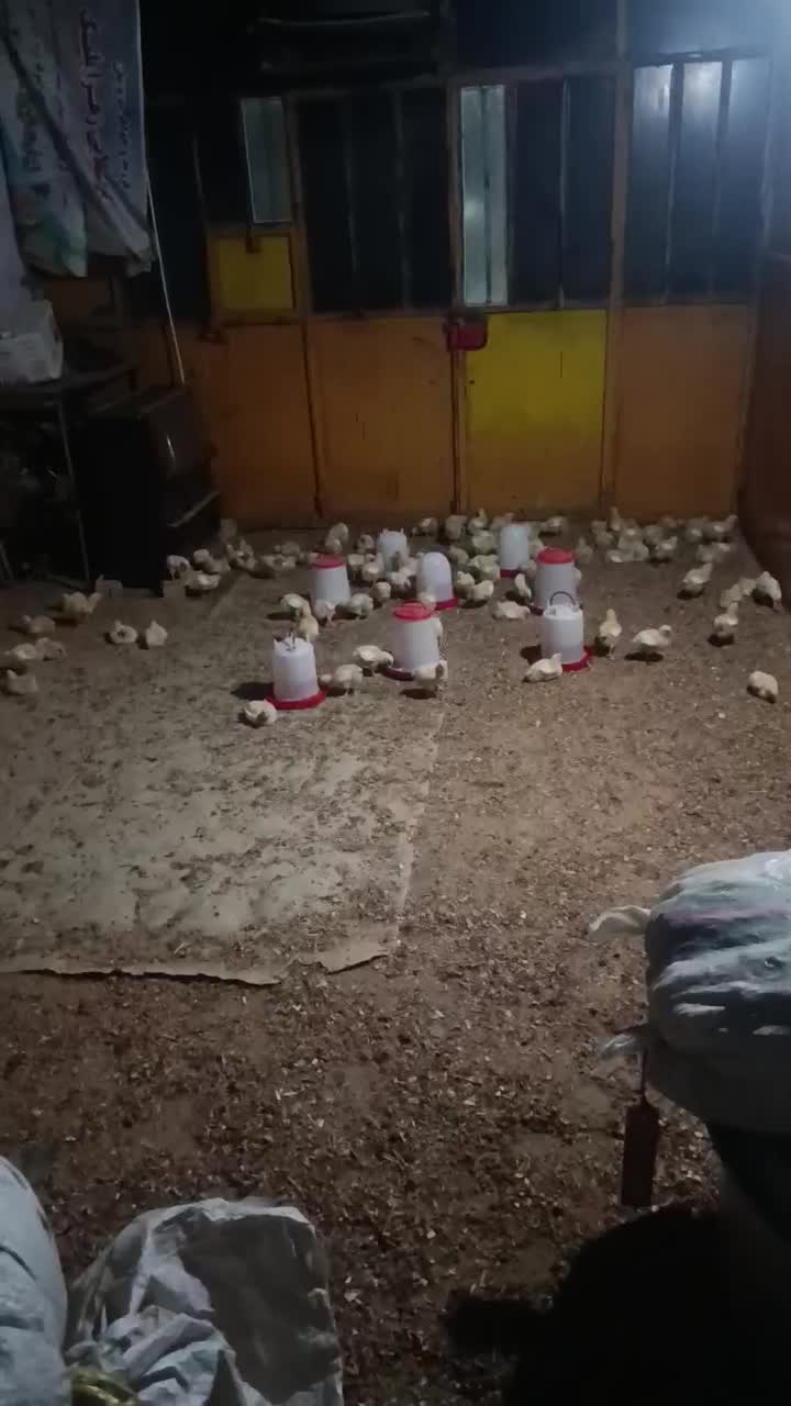 مرغ زنده|حیوانات مزرعه|علیآباد کتول, |دیوار