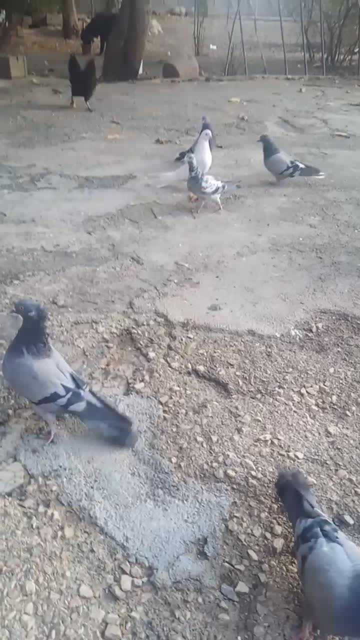 کبوتر تهرونی و پر|پرنده|فارسان, |دیوار