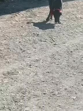 سگ لاس سرابی گله|سگ|اصفهان, باغ زرشک|دیوار