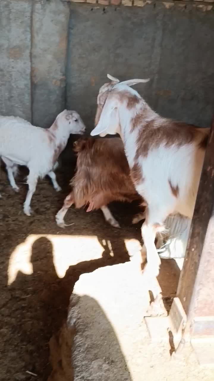 بز چاق جوون|حیوانات مزرعه|پیشوا, |دیوار