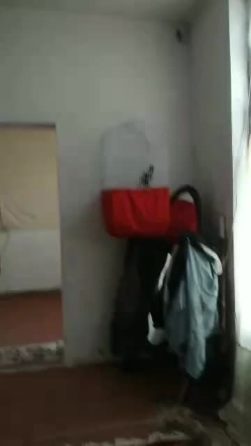 مینا سخنگو|پرنده|شهر ری, حمزه‌آباد|دیوار