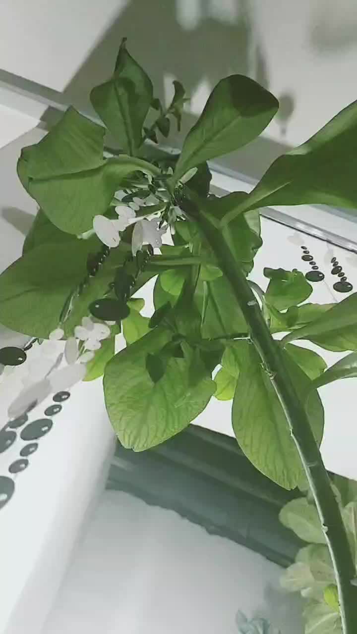 گیاه فردوس|گل و گیاه طبیعی|فولادشهر, A4|دیوار