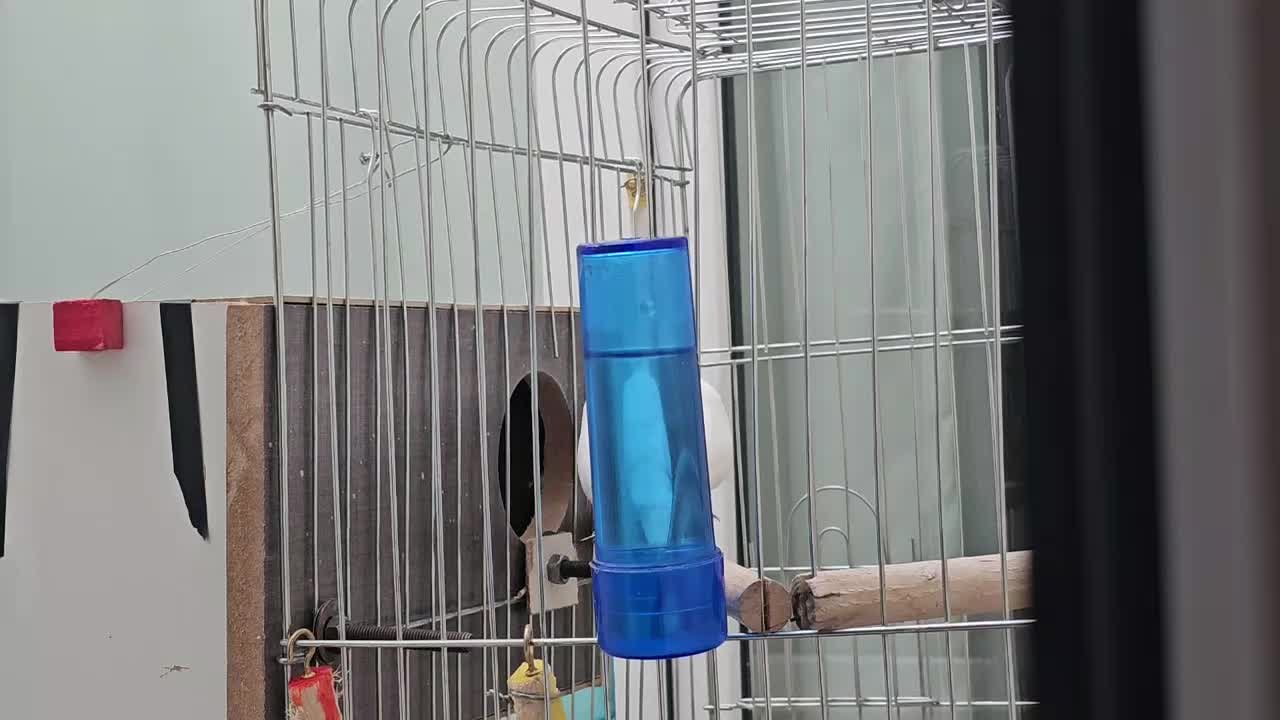 یک جفت عروس هلندی|پرنده|بانه, |دیوار