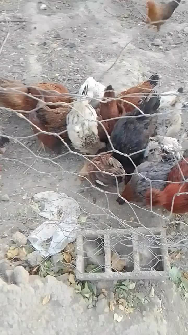 مرغ خانگی|حیوانات مزرعه|چناران, |دیوار