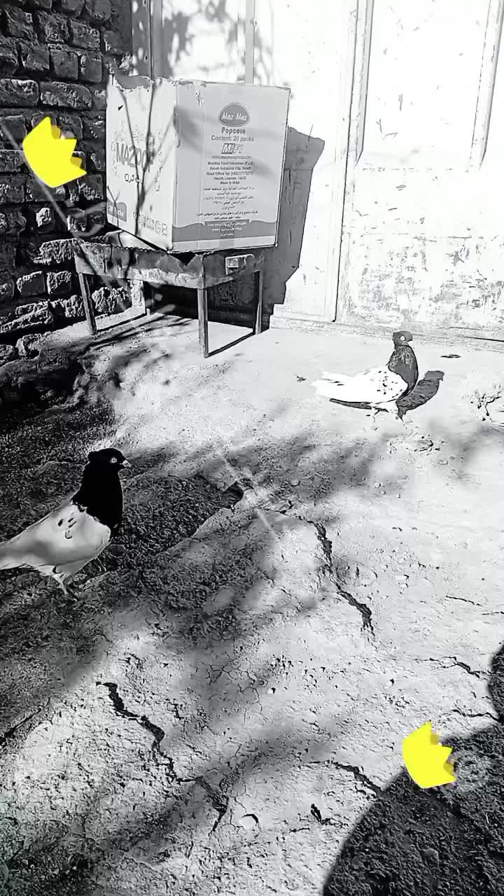 کله ای نقش|پرنده|خانمیرزا, |دیوار