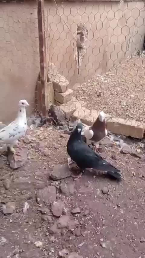 کبوتر|پرنده|تاکستان, |دیوار