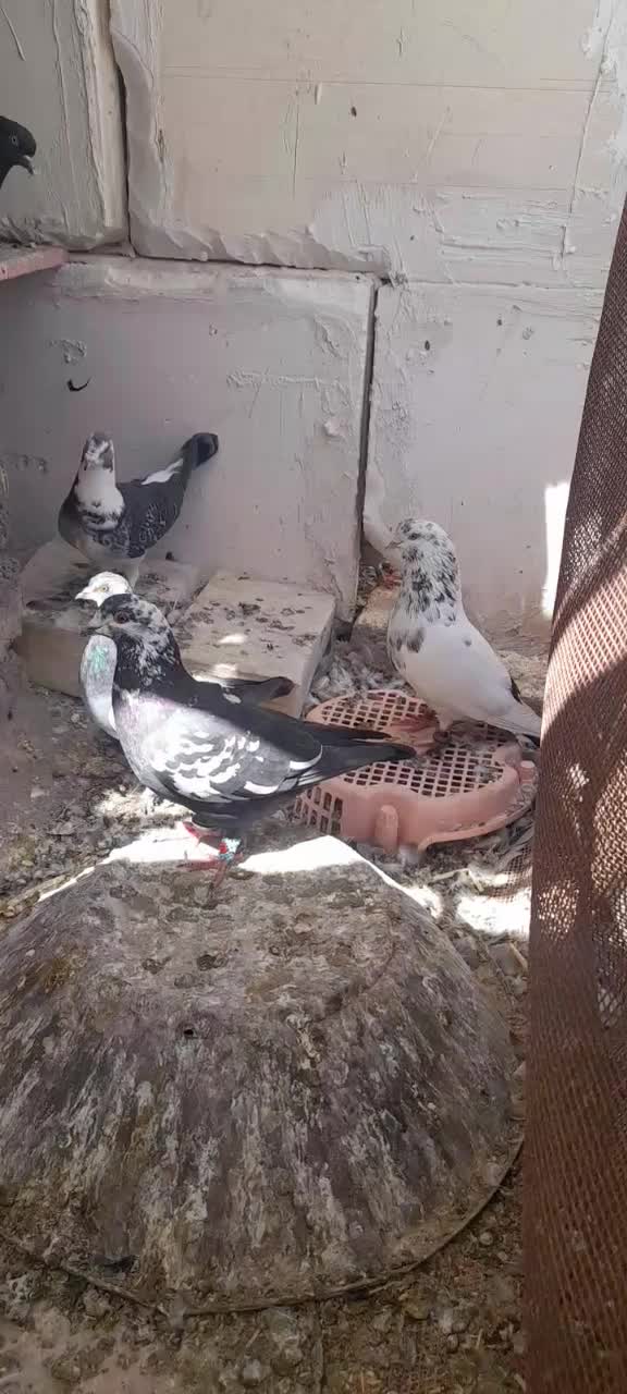 کبوتر|پرنده|مشهد, شهید آوینی|دیوار