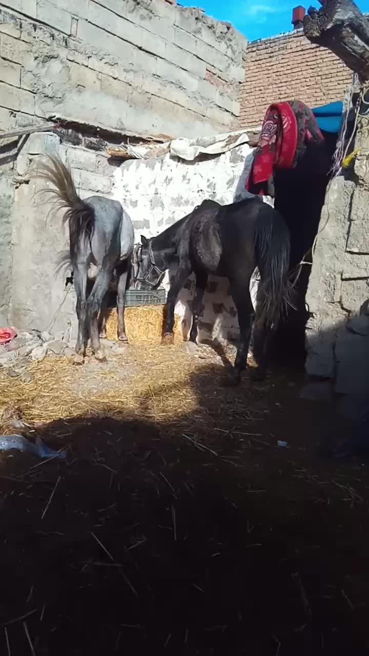 اسب|اسب و تجهیزات اسب‌سواری|مشگین شهر, |دیوار