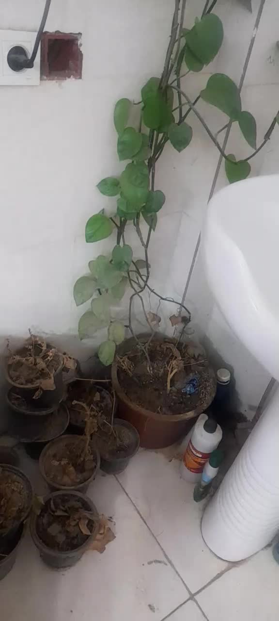 گل پتوس بزرگ|گل و گیاه طبیعی|رامیان, |دیوار