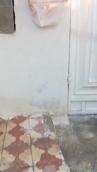 قناری سوپر مست|پرنده|خورموج, |دیوار