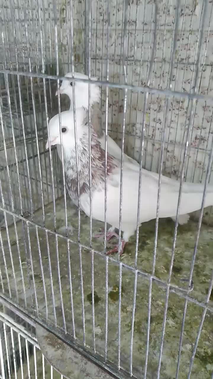 عروس هلندی سخن گو|پرنده|صدرا-فارس, فاز ۱|دیوار