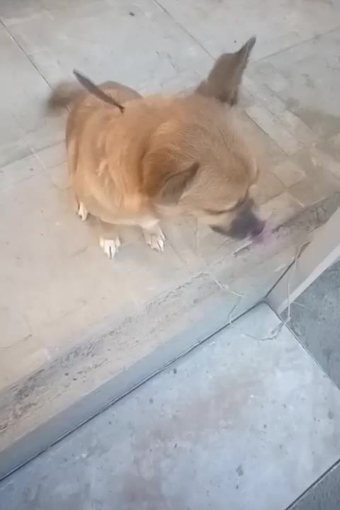 سگ میکس اشپیتز|سگ|گلبهار, نوبهار|دیوار