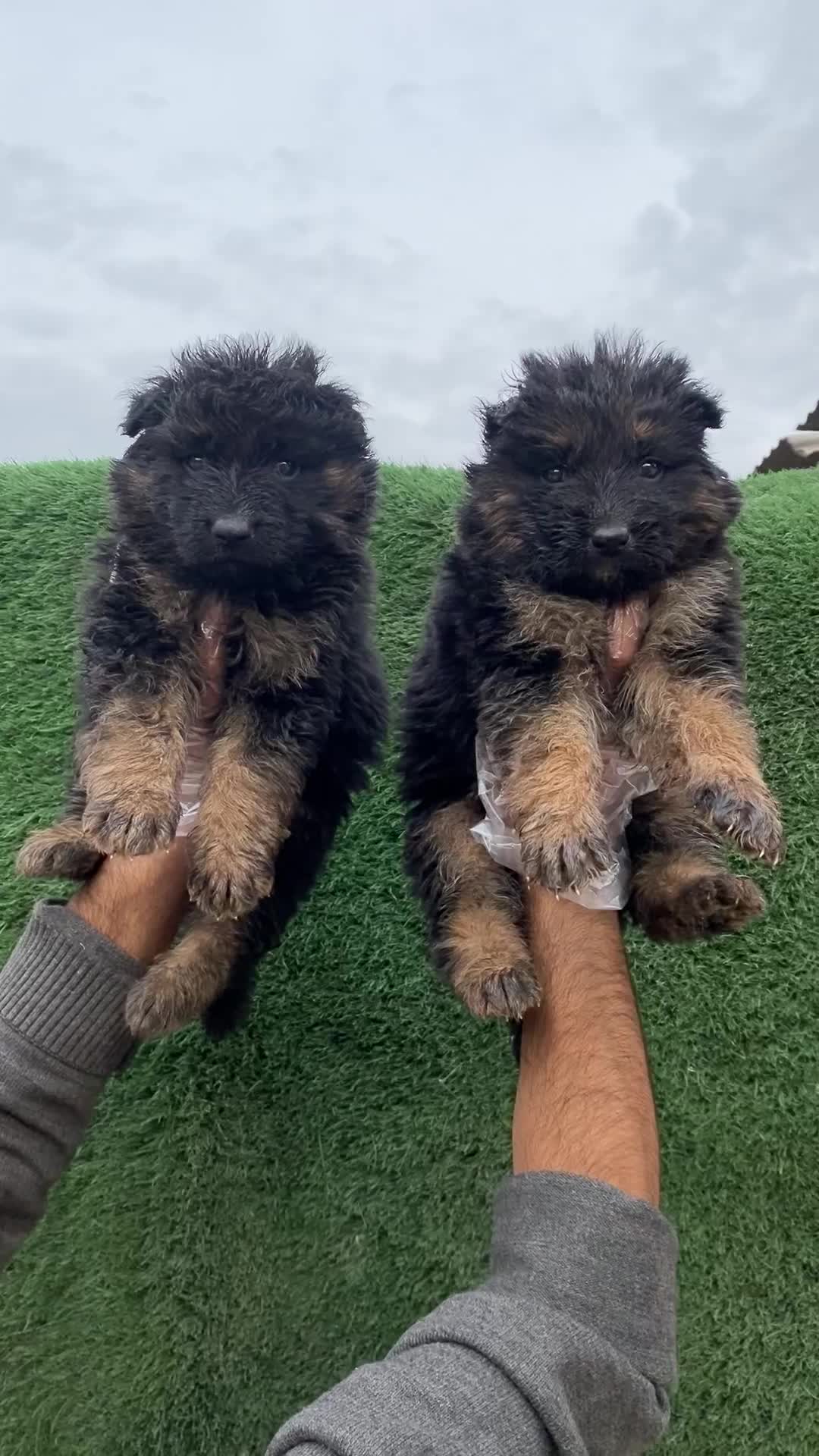 ژرمن شپرد کینگ سایز|سگ|شاهدشهر, |دیوار