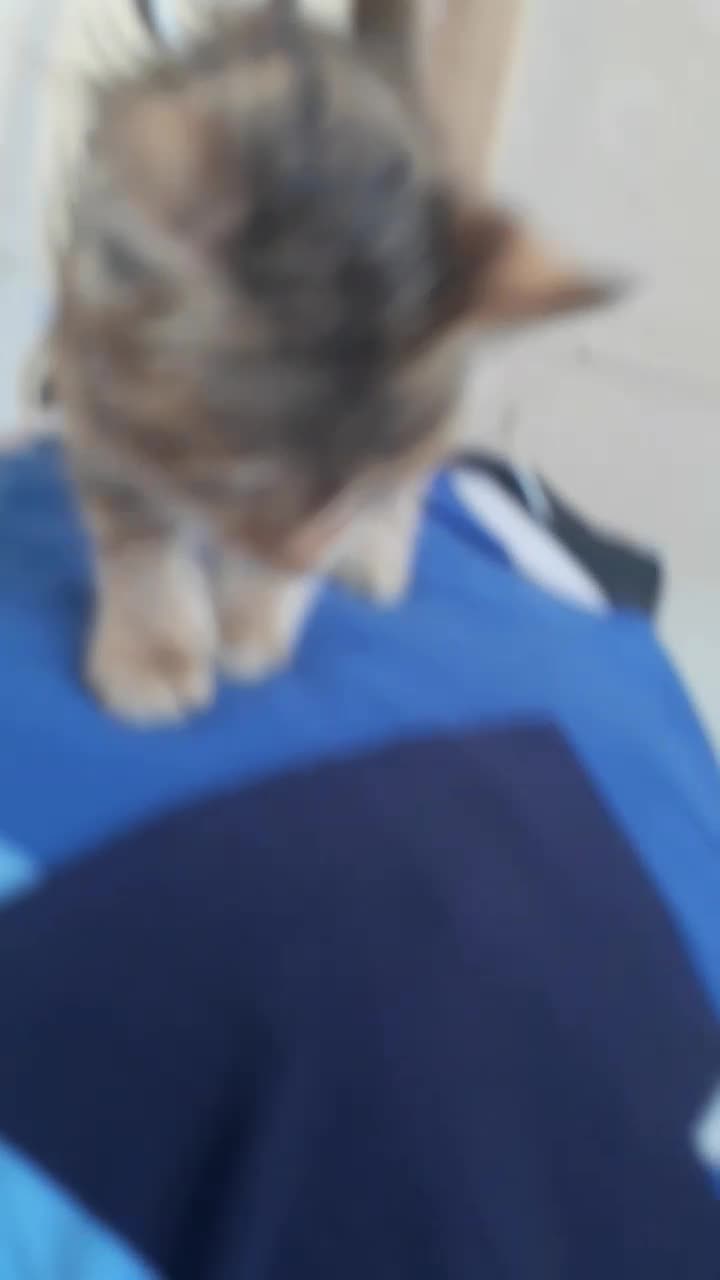 بچه گربه بازیگوش|گربه|همدان, |دیوار