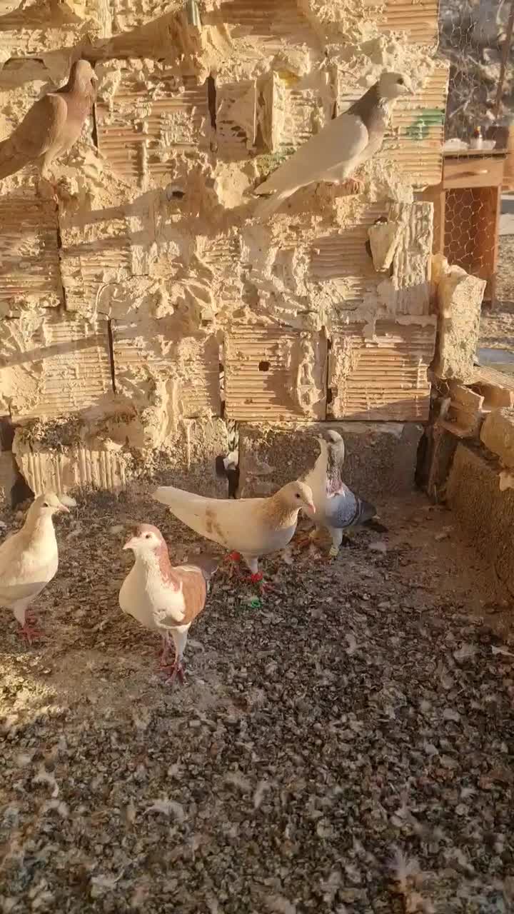 گفتر رنگه سار سرور دم سفید ساده خوشگل|پرنده|مشهد, نوید|دیوار