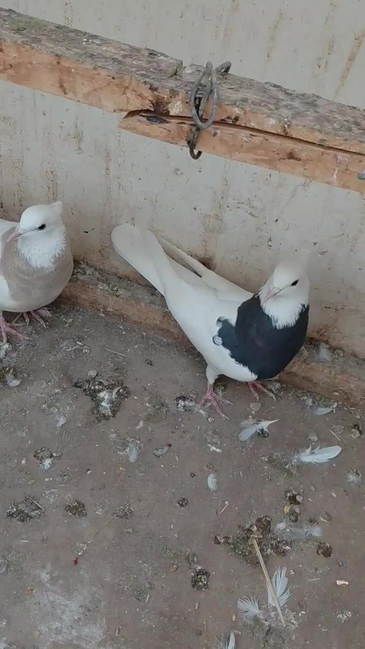 کلفه|پرنده|اردبیل, |دیوار