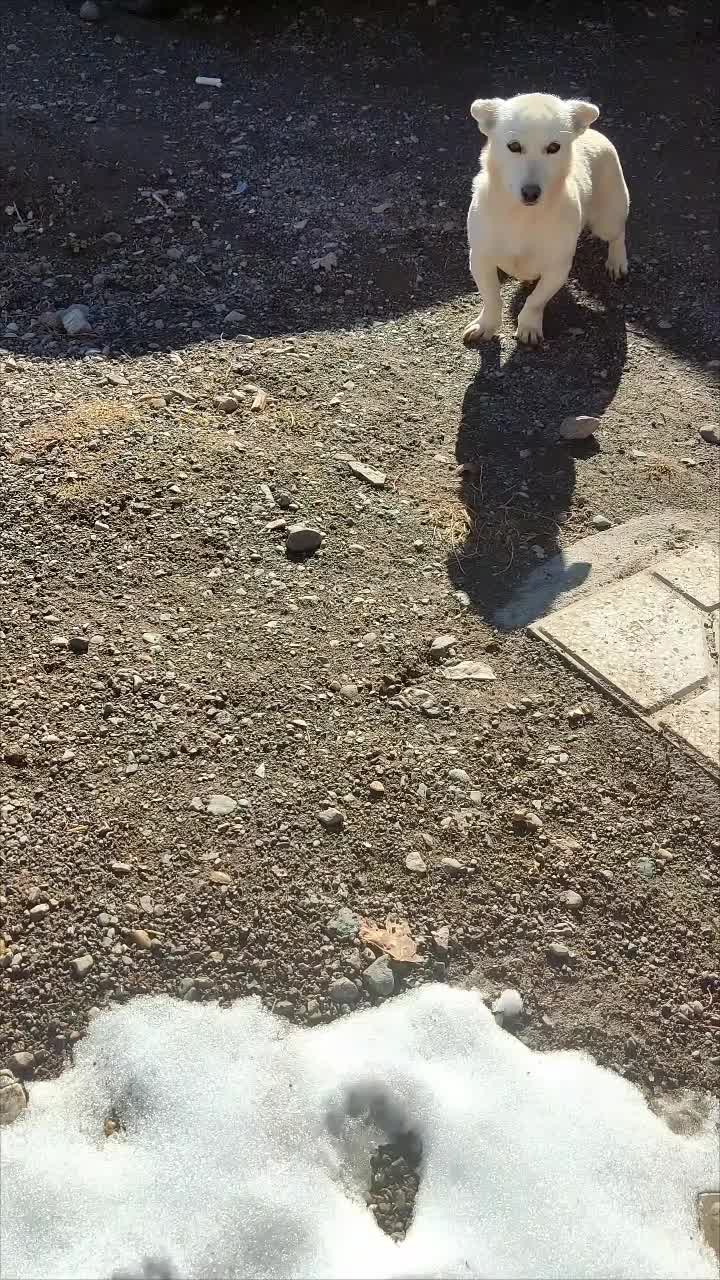 سگ .|سگ|نیشابور, گنبد سبز|دیوار