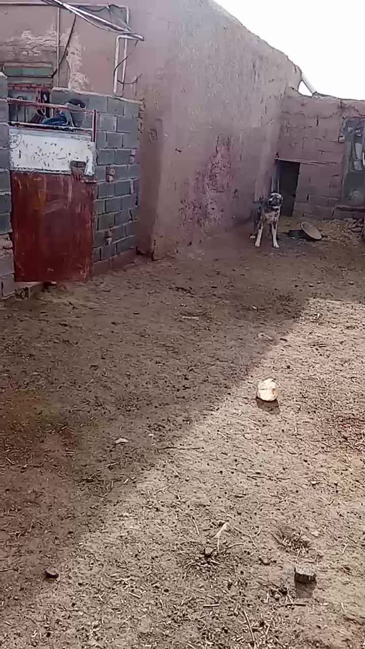 فروشی|سگ|سلامی, |دیوار