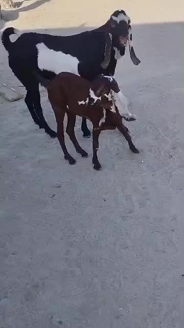 نریبیتلاصل|حیوانات مزرعه|بندرعباس, |دیوار