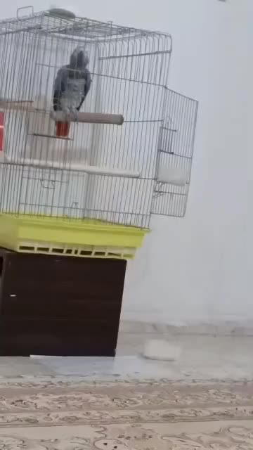 طوطی کاسکو نر سخنگو رام 2 ساله|پرنده|تهران, کیانشهر|دیوار