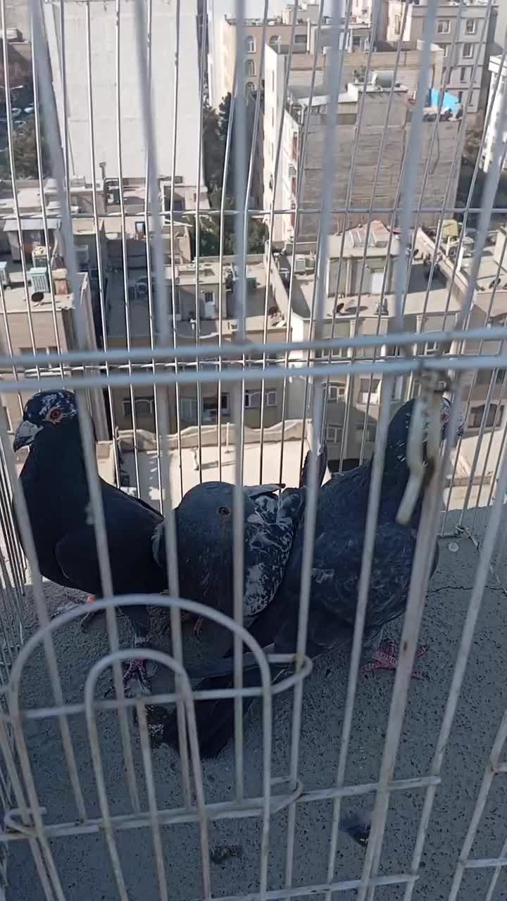 زاغ آلمانی قلدور نرپولکی نر جوجه پرشی ۳تاش ۱تومن|پرنده|مشهد, نیروی هوایی|دیوار