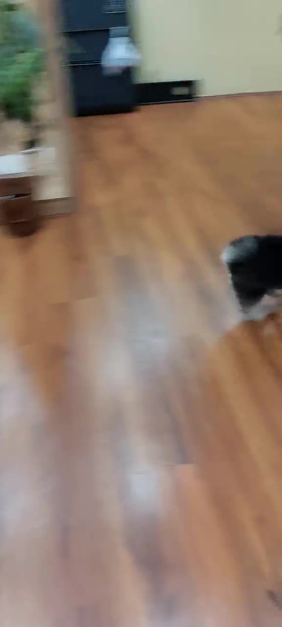 سگ پامرین بلک اندتن اصیل|سگ|کهریزک, |دیوار