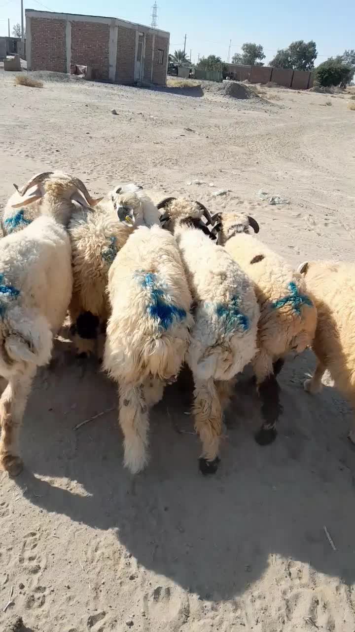 ۱۲راس بره نر قلمدار|حیوانات مزرعه|جیرفت, |دیوار